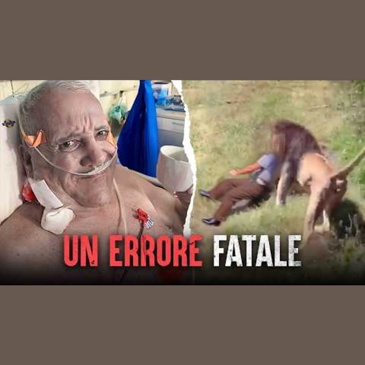 Gli attacchi più letali dei felini selvatici: la tragedia di Mike Hodge