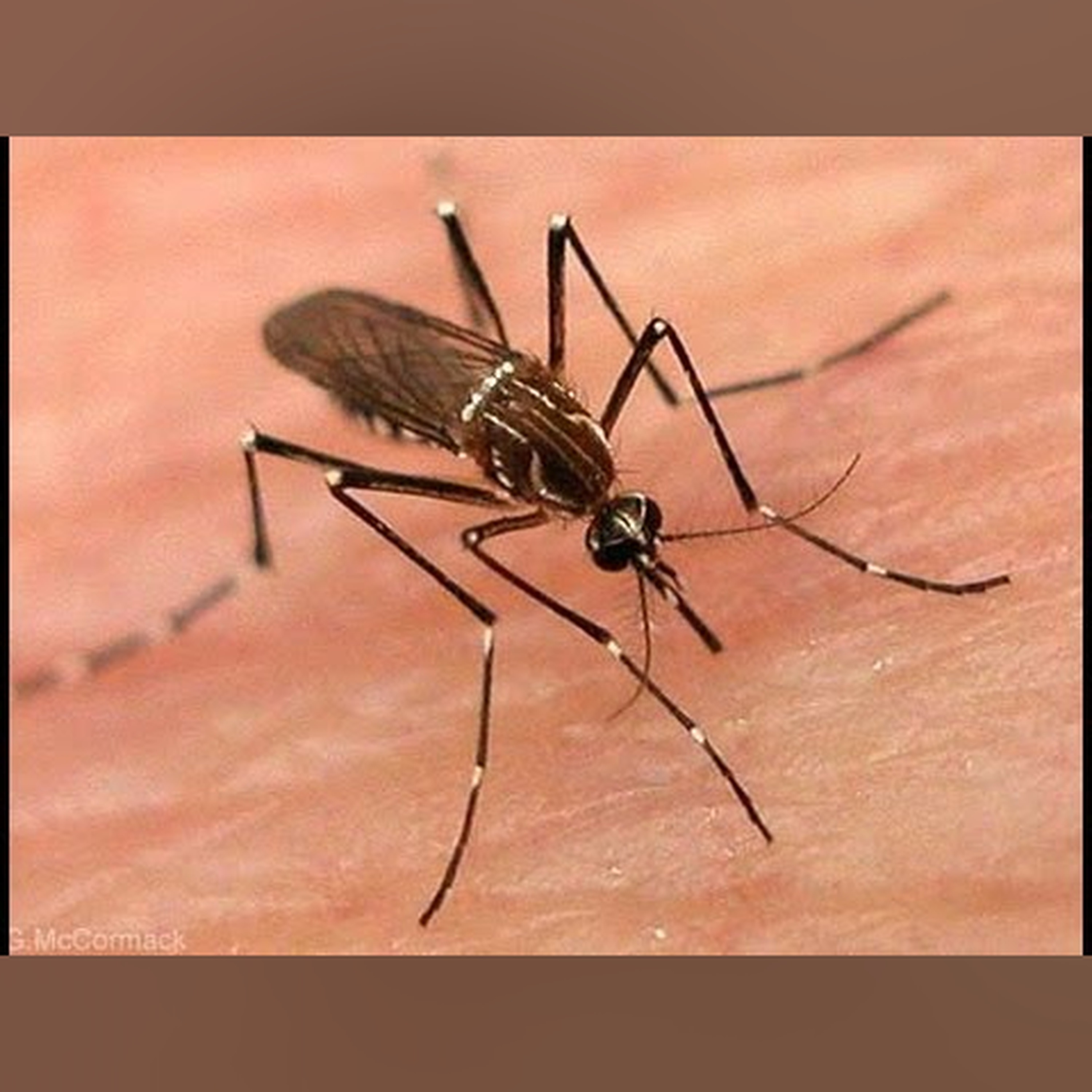 Twenty-first Century Threats: Malaria - Professor Frank Cox DSc