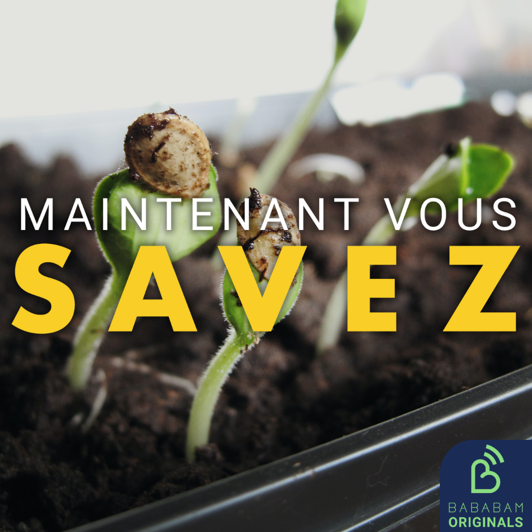 Les plantes communiquent-elles vraiment entre elles ?